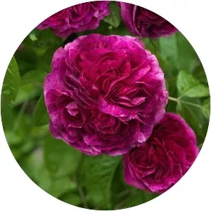 Charles de Mills - Plants