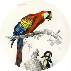 Charles Henry Dessalines d'Orbigny