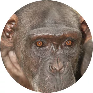 Charles & Jessica: AChimp Tale