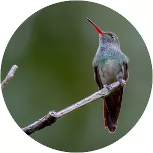 Charming hummingbird
