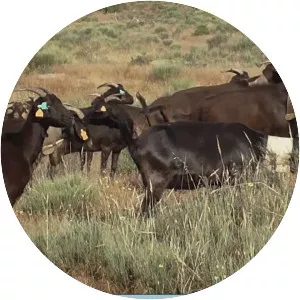 Charnequeira - Animal