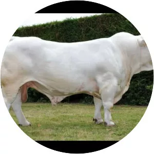 Charolais cattle