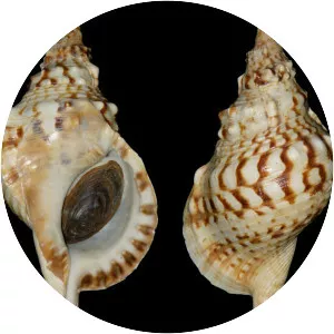 Charonia lampas - Animal