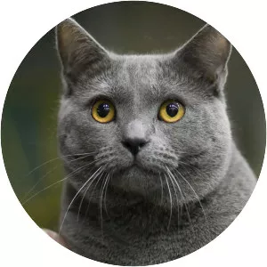 Chartreux