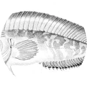 Chasmodes bosquianus - 