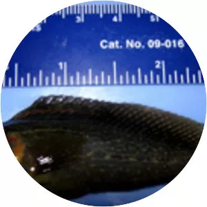 Chasmodes saburrae - 