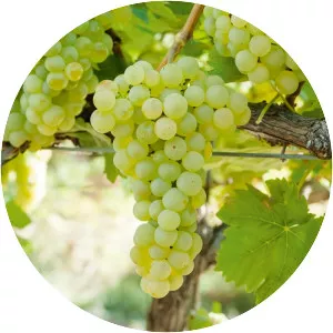 Chasselas