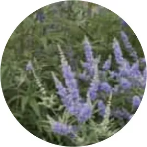 Chaste tree - Plants