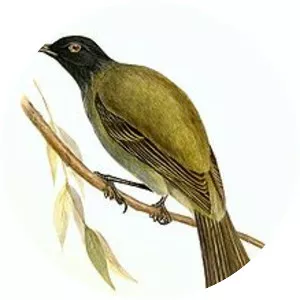 Chatham bellbird