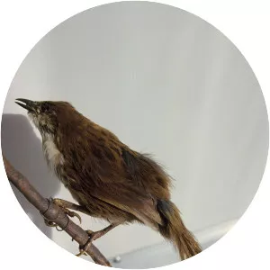 Chatham fernbird - Birds