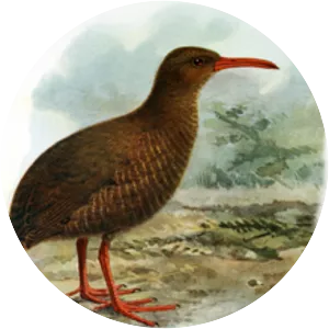 Chatham rail - Birds