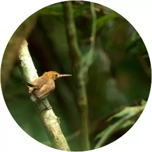 Chattering gnatwren