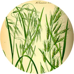 Cheatgrass - Plants