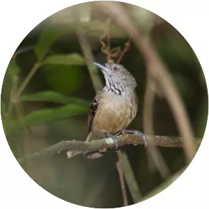 Checker-throated antwren
