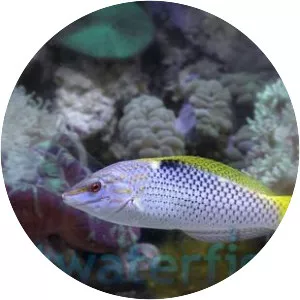Checkerboard wrasse