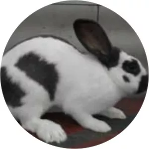 Checkered Giant rabbit