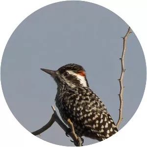 Checkered woodpecker