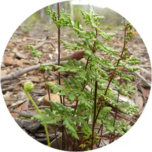 Cheilanthes austrotenuifolia - 