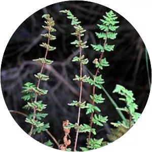 Cheilanthes sieberi
