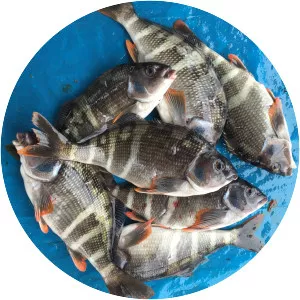 Cheilodactylus variegatus