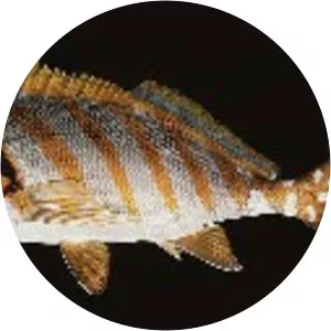 Cheilodactylus zonatus - 