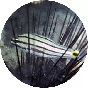 Cheilodipterus novemstriatus - 