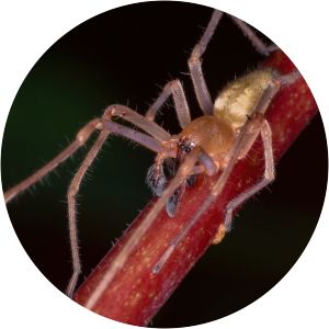 Cheiracanthium inclusum