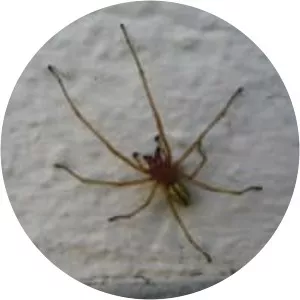 Cheiracanthium punctorium