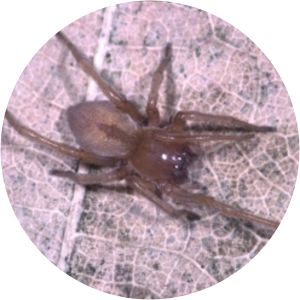 Cheiracanthium virescens - 