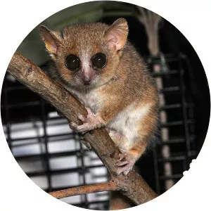 Cheirogaleidae - Primate