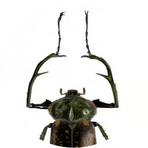 Cheirotonus formosanus