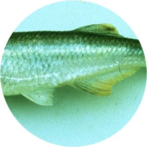 Chelaethiops - Fish