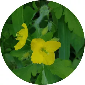 Chelidonium