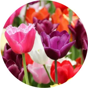 Chelsea Flower Show 2015Since 2018