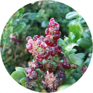Chenopodium candolleanum