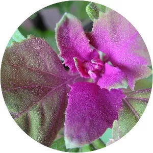 Chenopodium giganteum - Plants