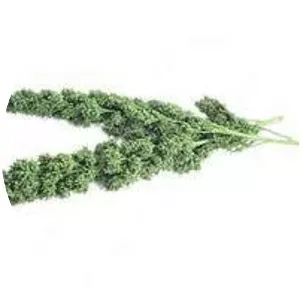 Chenopodium nuttalliae - Plants