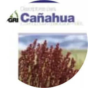 Chenopodium pallidicaule