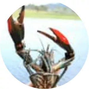 Cherax quadricarinatus photograph