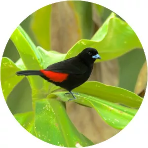 Cherrie's tanager