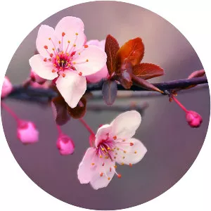 Cherry blossom photograph
