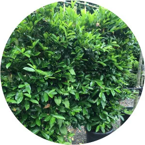 Cherry laurel