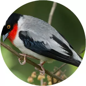 Cherry-throated tanager