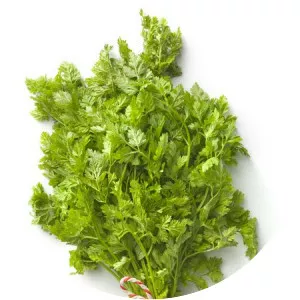Chervil - Plants