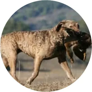 Chesapeake Bay Retriever