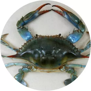 Chesapeake blue crab - Japanese blue crab