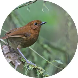 Chestnut antpitta - Bird