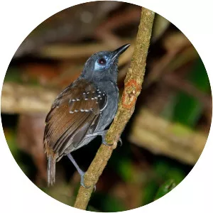 Chestnut-backed antbird