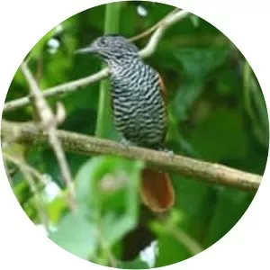 Chestnut-backed antshrike