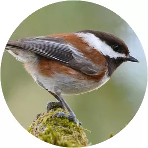 Chestnut-backed chickadee - Birds